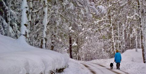 Snow in forest