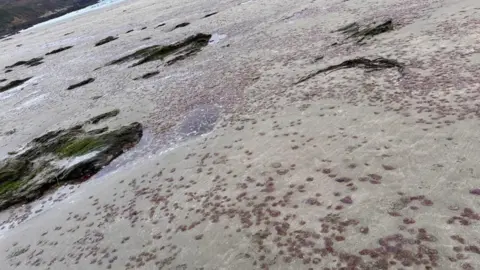 Jonathan Fielding Thousands of purple jellyfish lie on the sand and extend as far as the tide in the distance. 