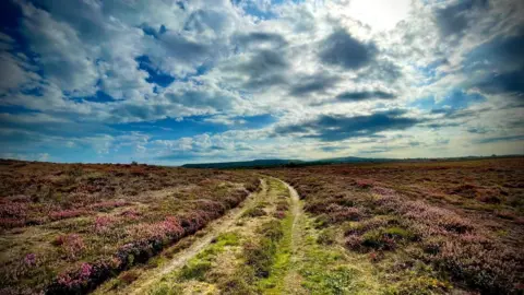 Moxley A grass track runs through the heathland purple heather at the Arne Nature Reserve. The track is the width of a vehicle with wheel parks, and on either side the heather stretches to the horizon. Above there is a blue sky with white and grey clouds.