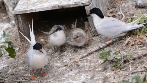 Two adult terns with black heads, white bodies and orange feet standing on either side of two chicks which are white, brown and fluffy.