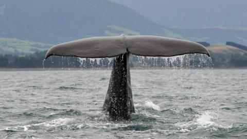 A sperm whale in New Zealand