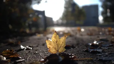 A fallen autumnal tree leaf is backlit by the sunshine exposing it's veined structure. The leaf sits on the ground caught in sharp focus whilst the urban landscape behind it is blurred.