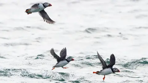 PA Media Three puffins flying over the sea