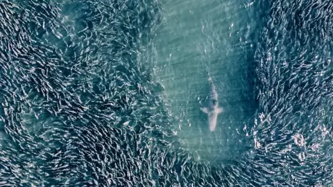 Shark swimming in a school of fish