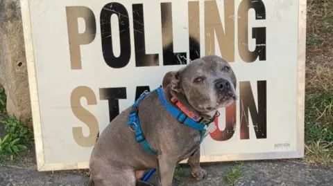 Juno the dog standing in front of a polling station