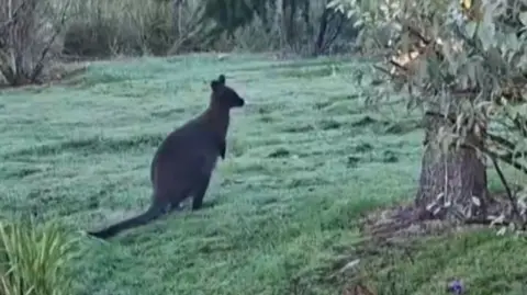 A wallaby seen in a garden