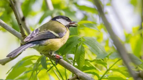 A great tit wearing a radio frequency tag