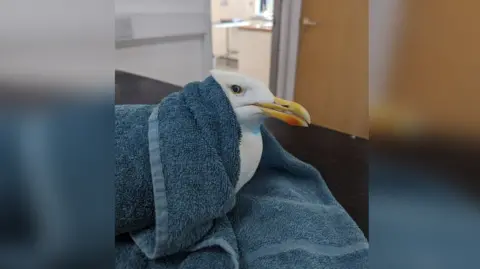 A seagull snuggled into a blue towel