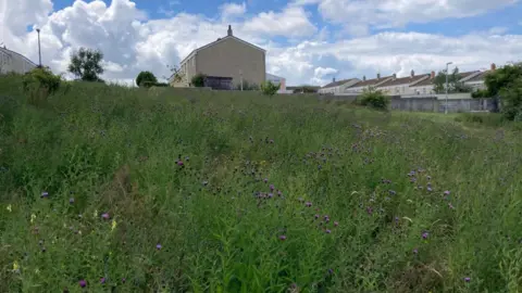 Picture of purple and yellow wildflowers dotted around grass in an urban area with houses behind in Cornwall