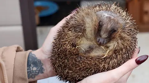 A rescued hedgehog with a scar on it's head being held in a woman's hands