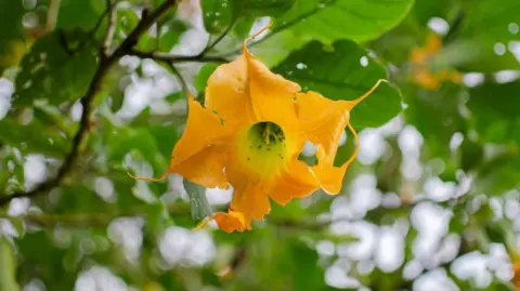 A yellow and orange flower growing on a tree in Colombia.