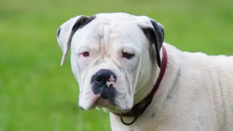 An American Bulldog-type breed. The dog's face is in the foreground, with blurry grass in the background. It is a strong-looking white dog, with floppy ears sitting on the side of its face. It has small eyes, and droopy jowls.