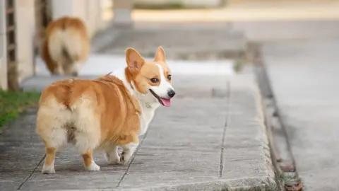 Kiatanan Sugsompian/Getty images A Pembroke corgi walks down a sunny street, turning to look back at the person with the camera