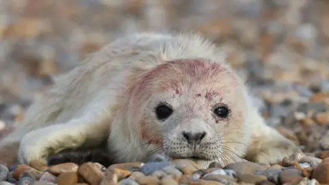 A grey seal pup sits on a shingle beach. It has some residual blood on its head following birth.