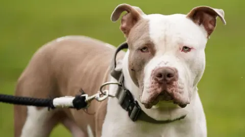 PA A brown and white XL Bully on a lead with a collar on in a field