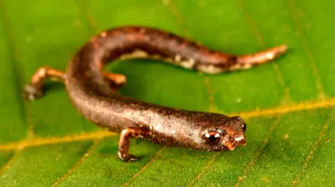 Trond Larsen A tiny salamander on a leaf