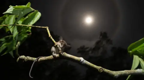 Marlon Dag/ Conservation International A tiny opossum with a long tail and big ears sat on a branch with a full moon in the back ground