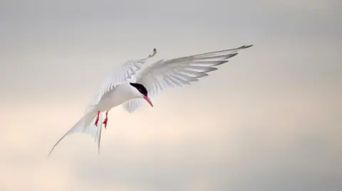 A white bird is captured in flight. His wings are stretched forwards. He is white aside from his red beak and legs and his black head.