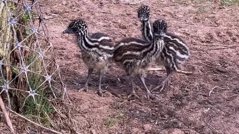 Emu chicks