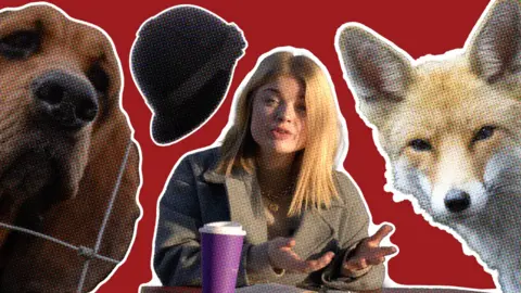 BBC reporter, Megan Davies, is central looking at the camera. She in presenting the social video. On her left is are images of a dog and a traditonal fox hunting helmet. On her right is a fox. All three images have been photo edited into the shot rather than placed there. On the table is a coffee insulation cup