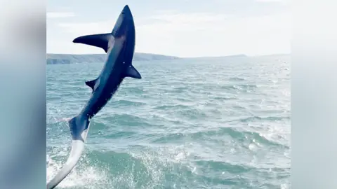 Thresher shark