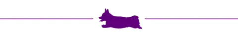 BBC A graphic of a corgi