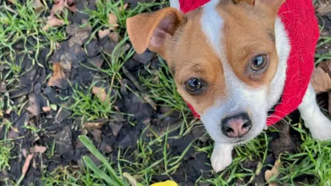 Rosie the dog on the grass and leaves