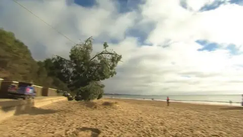 Tree on a zip wire