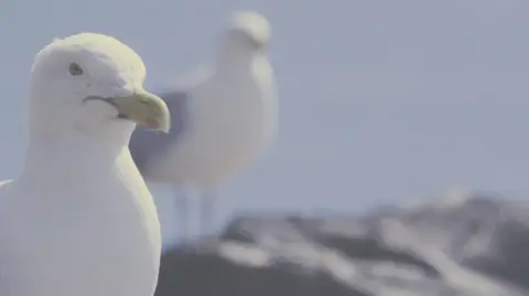 A herring gull