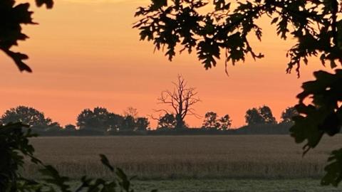 An orange sky dominates this sunrise landscape with silhouettes of trees on the horizon and oak tree leaves framing the foreground and a wheat field in between the two