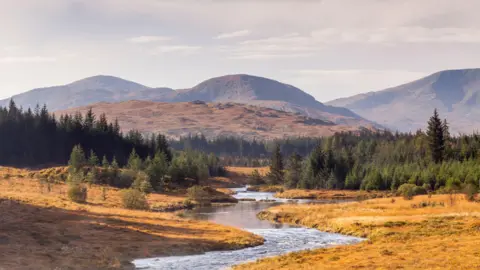 A landscape of Galloway. A river meanders up to hills in the distance. The area is covered in pine trees and the grass in the foreground is a golden colour.