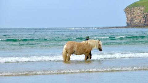 pony in sea