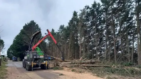 A large tractor and trailer with a telehandler attachment work on a pile of fallen trees next to the road. There are a number of very tall evergreen trees in the background and the road is partially covered with sawdust. 