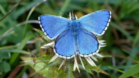 National Trust Images, Matthew Oates Adonis blue male butterfly on Carline thistle