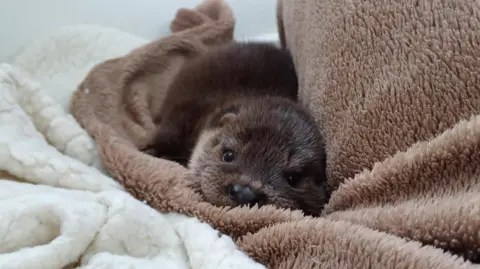 An otter lying in a brown and white rug.