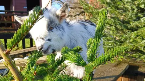 A white pygmy goat eating a Christmas tree