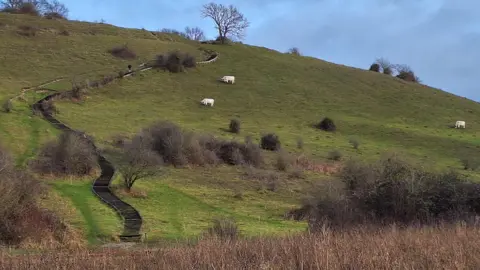 Step by Step A wooden staircase with multiple steps runs all the way up a steep hill. The hill itself is covered in grassland and shrubbery with several animals grazing on it.