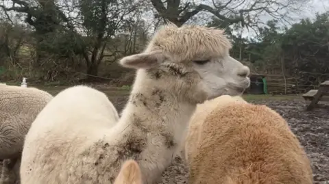 An alpaca, with cream coloured fur, in a muddy field. The backs of two other alpacas are visible