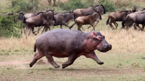 Getty Hippo running with wildebeest in the background