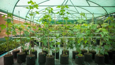 National Trust The Sycamore Gap seedlings at the National Trust Plant Conservation Centre in August