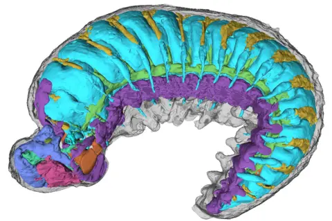 A colour-coded graphic created from an x-ray of a 520-million year-old insect