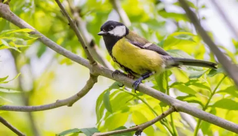 James O'Neill A great tit wearing a radio frequency tag as part of a study