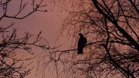 DereksDisco A bird sits in a tree. It is silhouetted against a pink sky. 