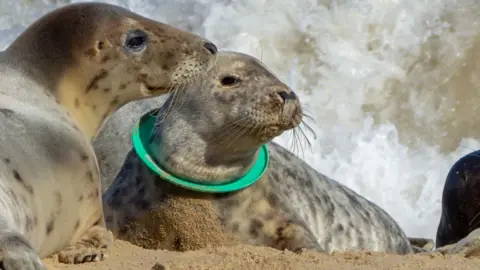 Gower Seal Group Seal with a ring stuck over its head