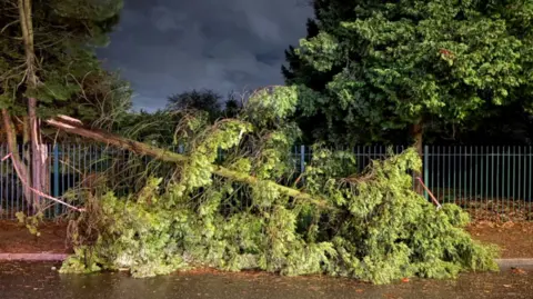 Tree on road after being blown over in high winds