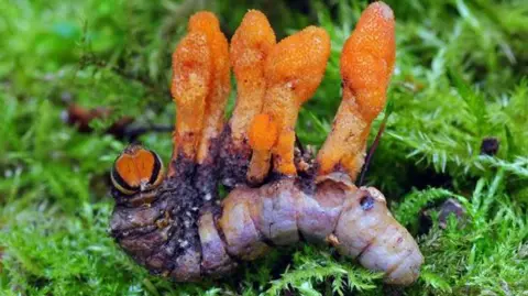 Caterpillar infected with parasitic fungus