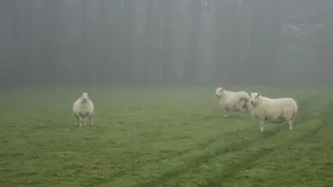 Downsman Three sheep in a field look at the camera on a foggy day. Trees can be seen in the background.