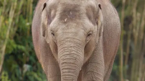 Zinda, asian elephant pictured at Dublin Zoo