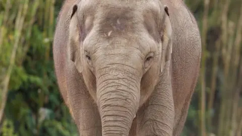 Dublin Zoo Zinda, asian elephant pictured at Dublin Zoo