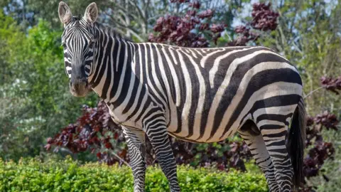 Ziggy the zebra, photographed at Colchester Zoo, standing in front of a backdrop of trees and bushes.